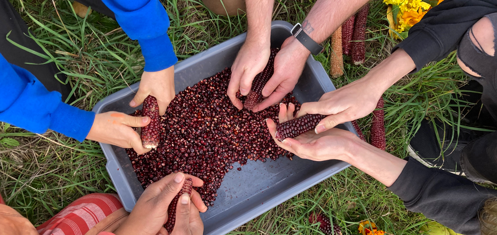 Several hands working together to shell red corn 